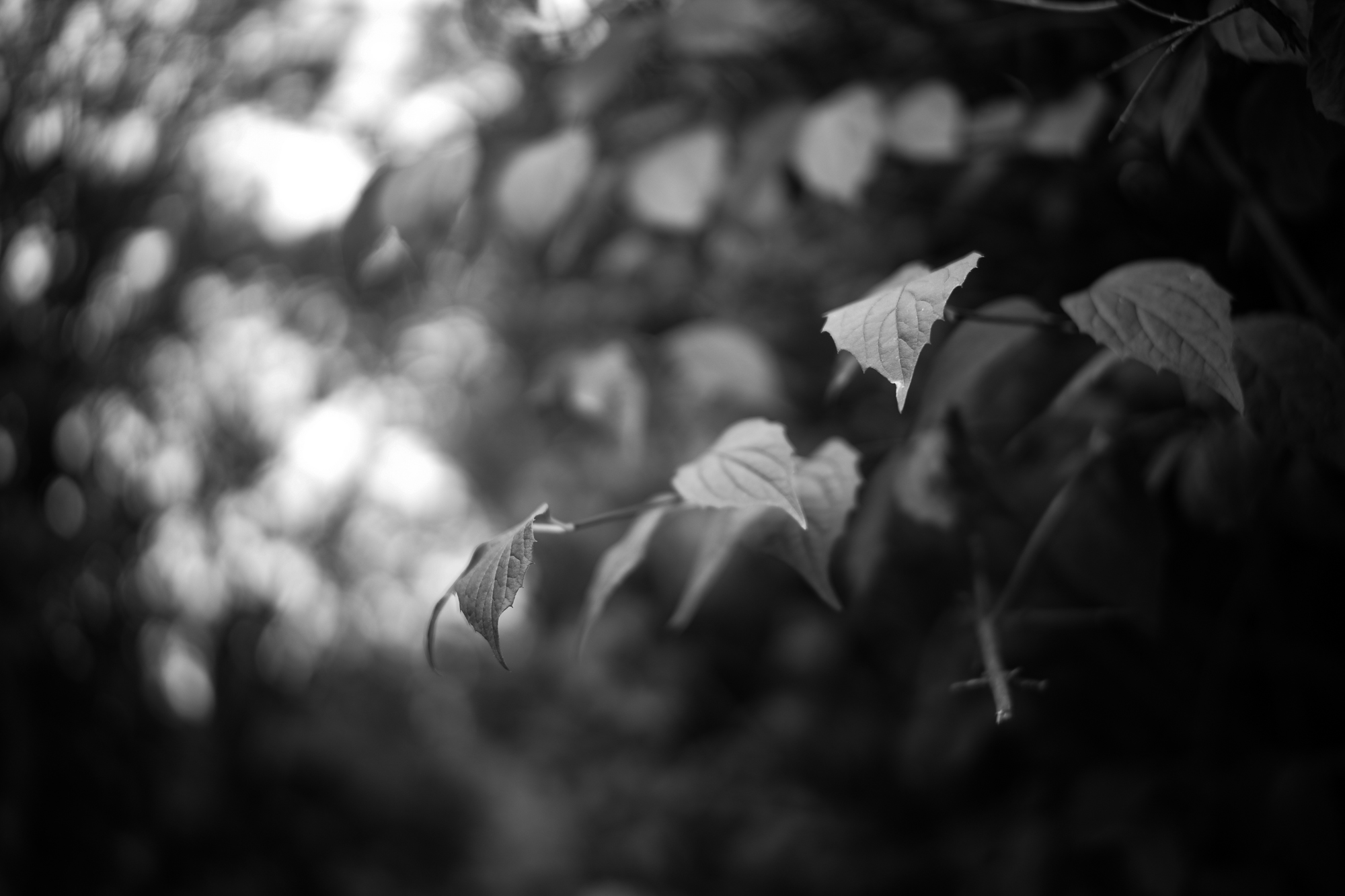 Obiektyw Voigtlander Nokton II 50 mm f/1,2 do Leica M